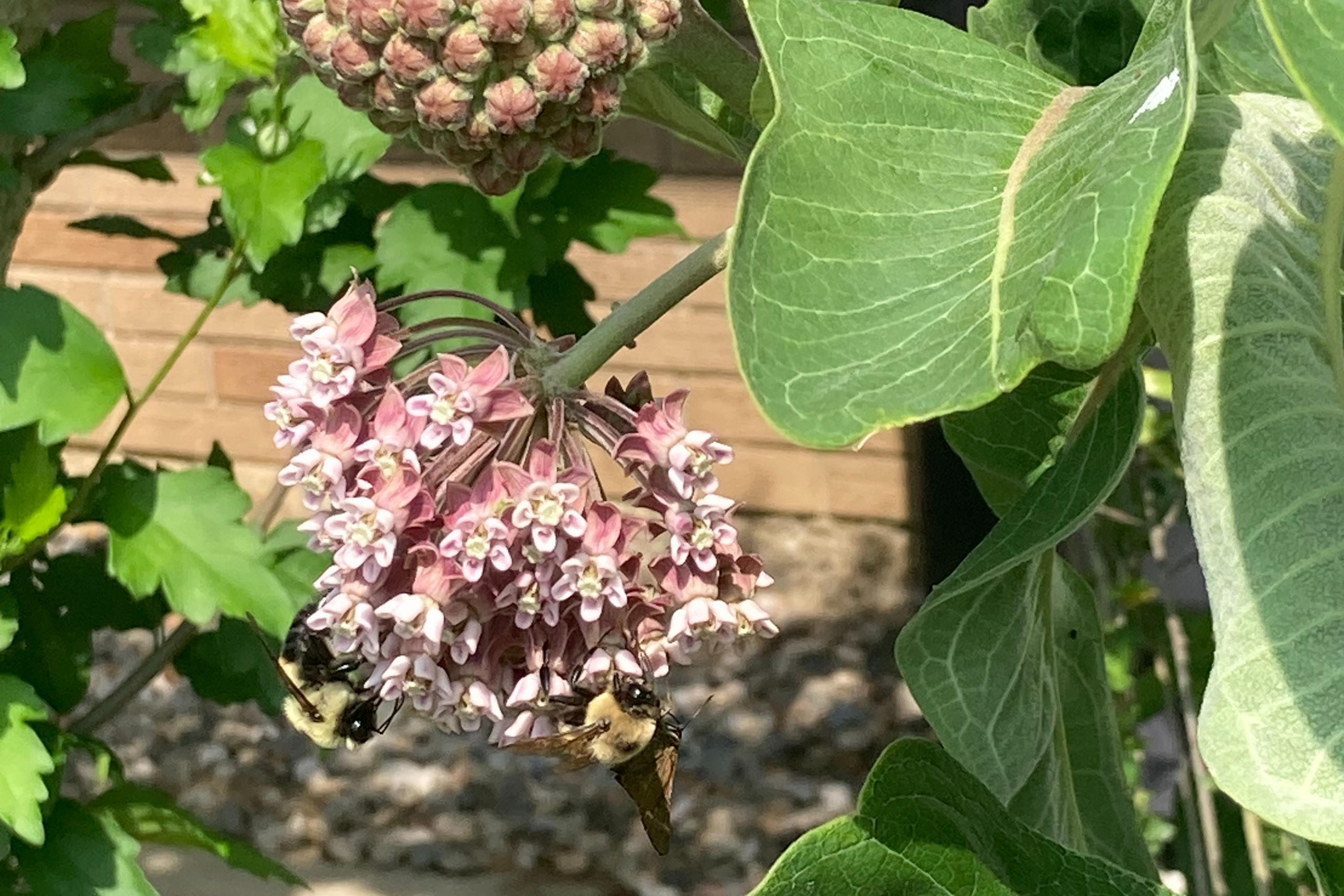 milkweed flowers being visited by bumblebees